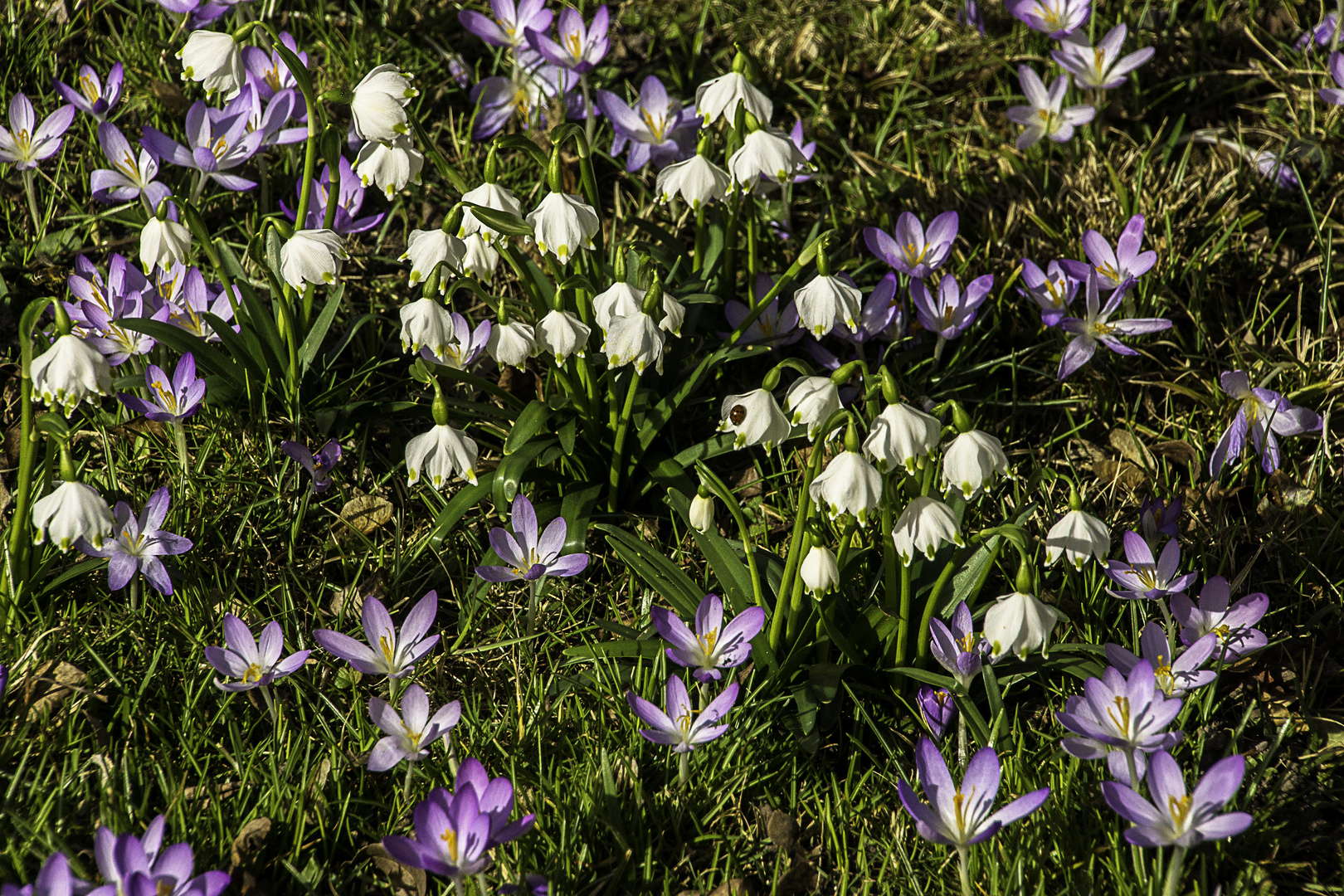 Basler Frühling 2017-05