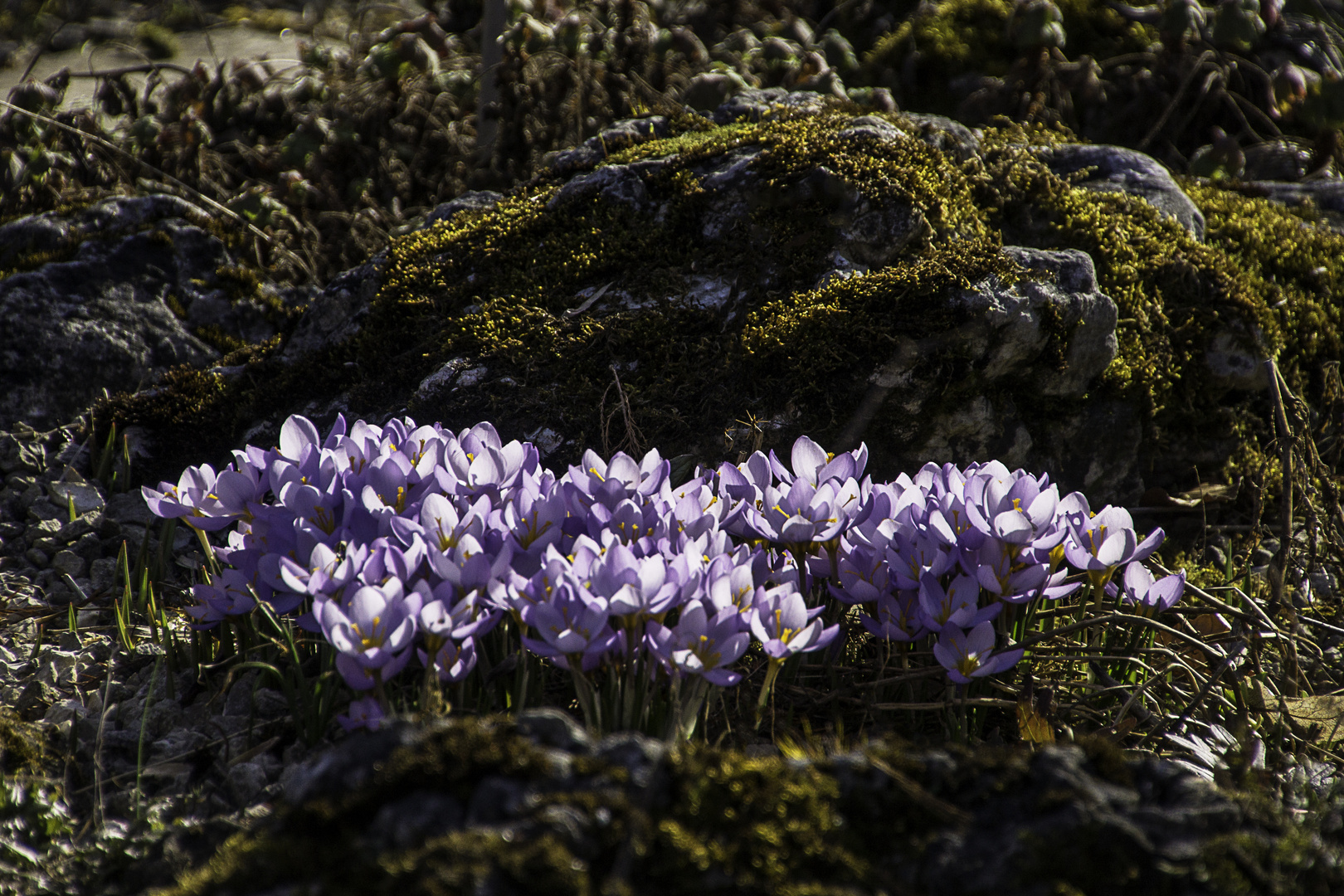 Basler Frühling 2017-07