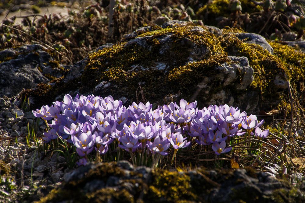 Basler Frühling 2017-07