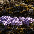 Basler Frühling 2017-07