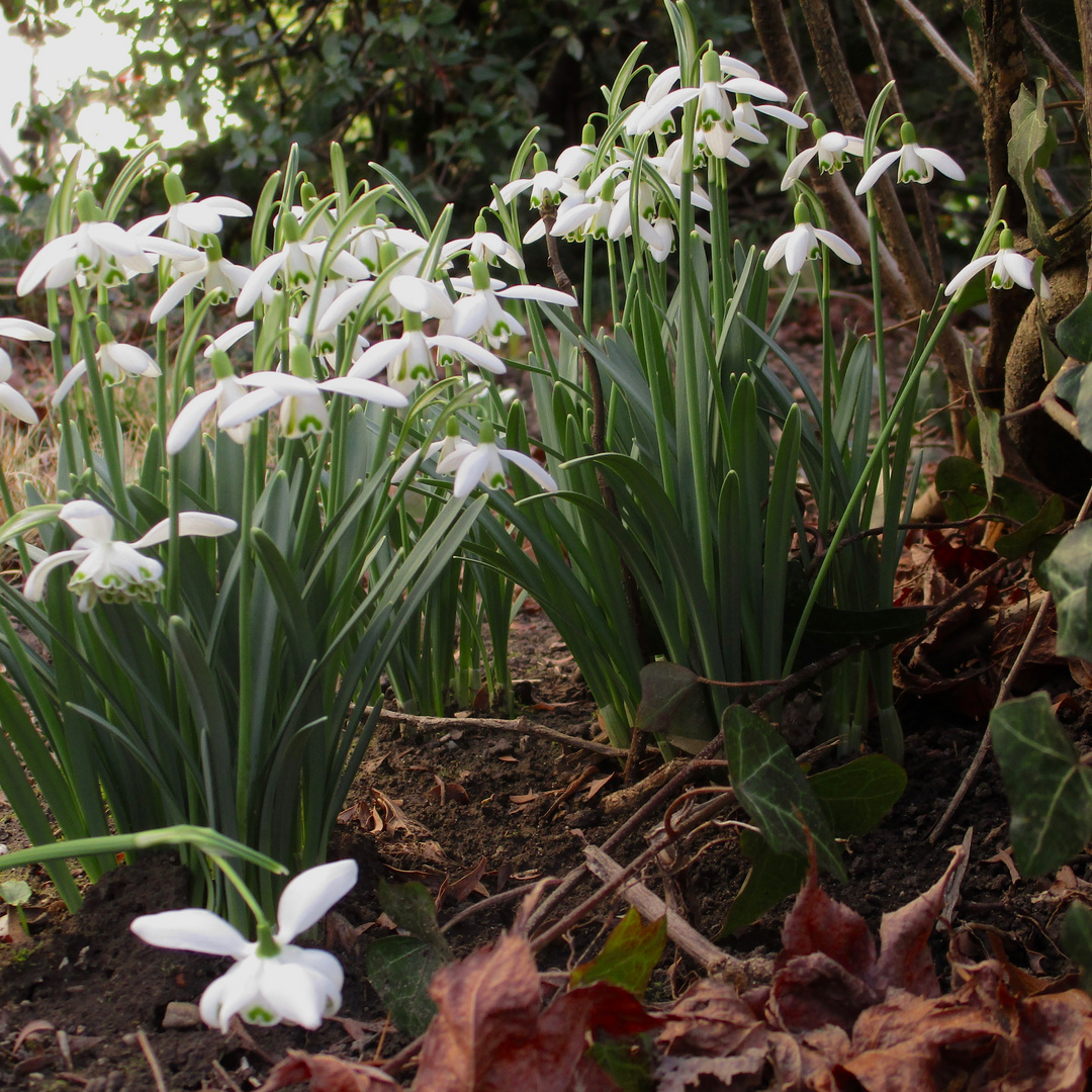 Basler Frühling