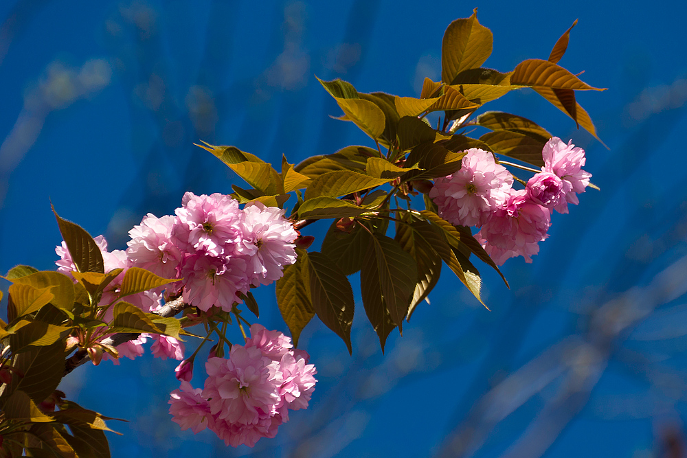 Basler Frühling 9