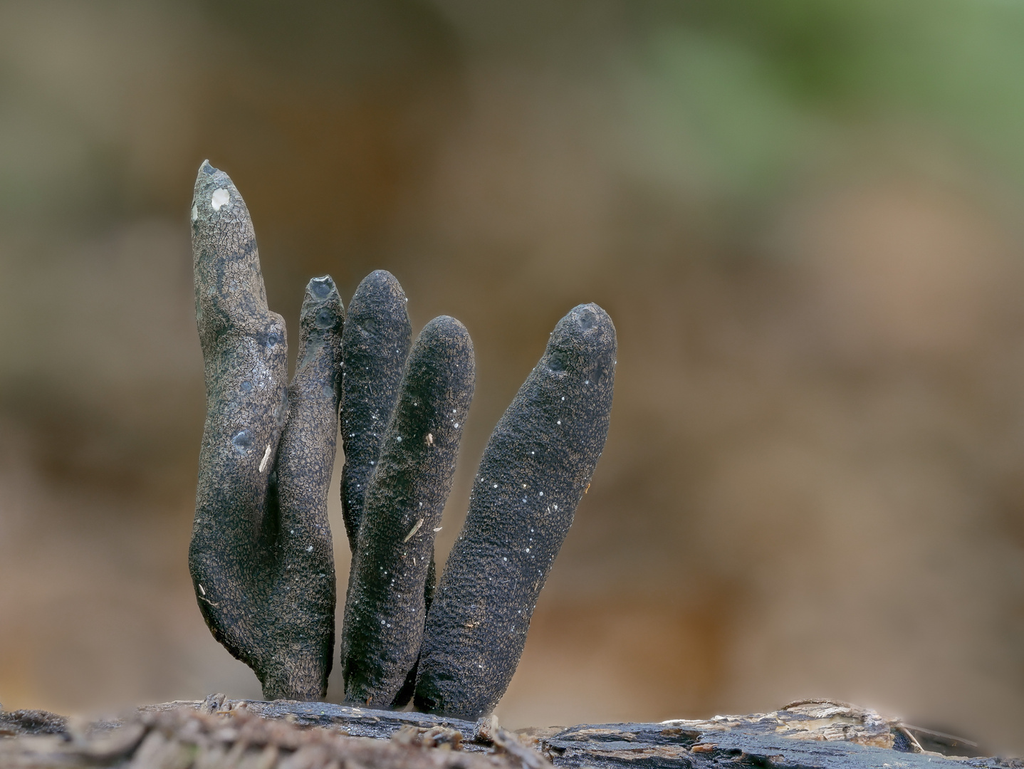 Basler Läckerli Foto &amp; Bild | nah- &amp; makro, usertreffen+veranstaltungen ...