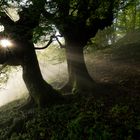 Basoan sartzen / Adentrándose al bosque