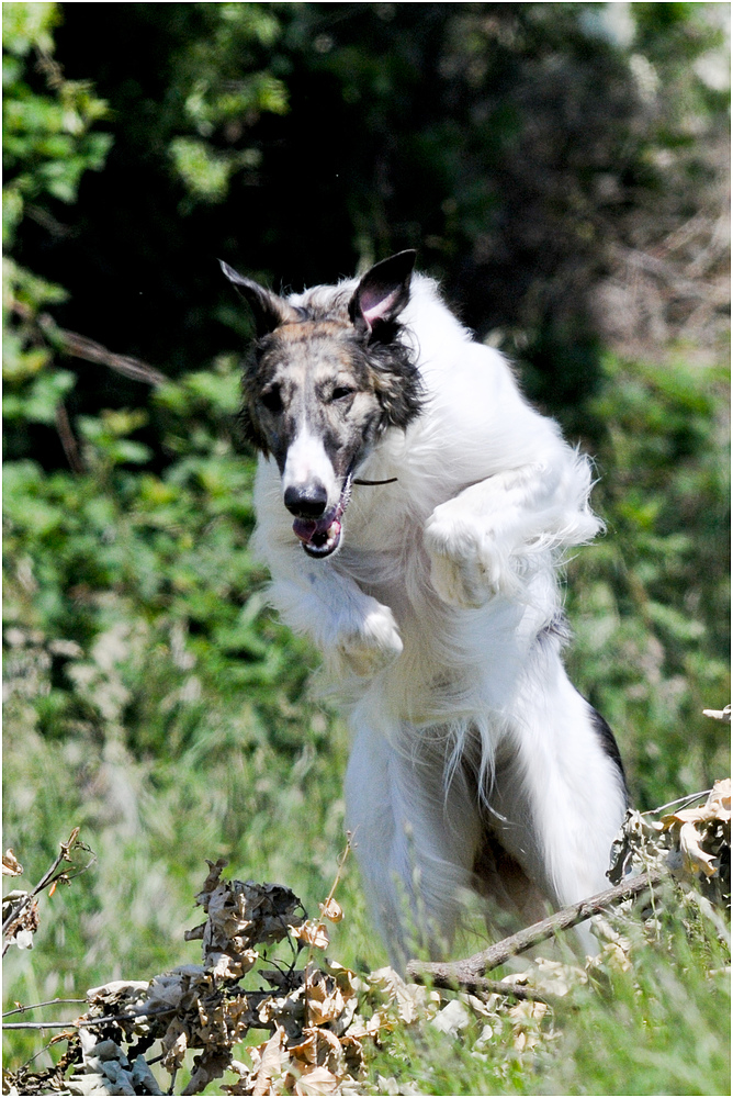 Basoi, ein Russischer Windhund