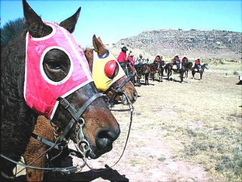 Basotho Ponies