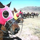 Basotho Ponies