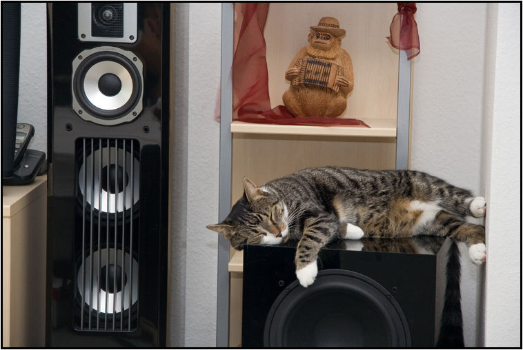 Bass, Beats & Cat