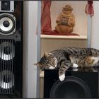 Bass, Beats & Cat