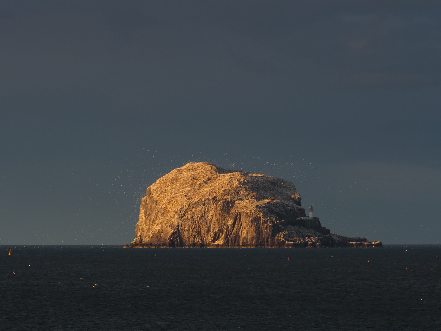 Bass Rock Schottland