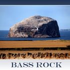 Bass Rock, Vögel, Leuchtturm, Meer, Himmel, Berg, Schottland, Edinburgh.