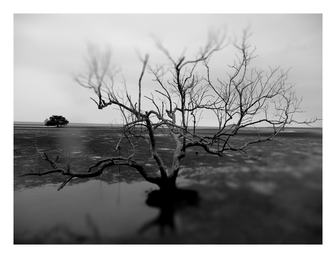 BASSA MAREA IN NORD AUSTRALIA - LOW TIDE IN NORTHERN AUSTRALIA