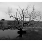 BASSA MAREA IN NORD AUSTRALIA - LOW TIDE IN NORTHERN AUSTRALIA