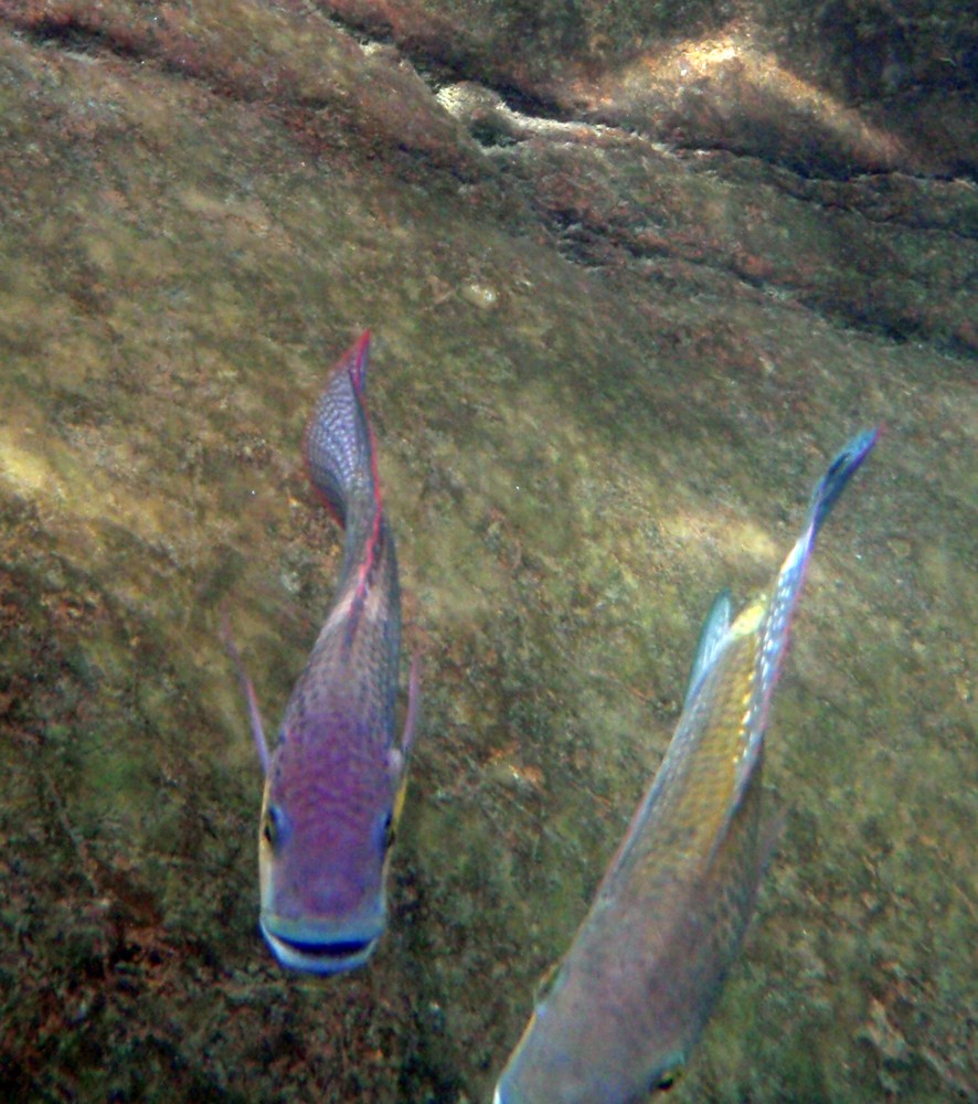 Bassam Khalaf's Tilapia (Oreochromis mossambicus bassamkhalafi Khalaf, 2009)