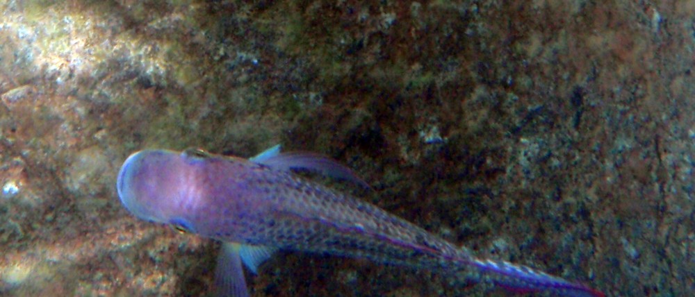 Bassam Khalaf's Tilapia (Oreochromis mossambicus bassamkhalafi Khalaf, 2009).