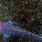 Bassam Khalaf's Tilapia (Oreochromis mossambicus bassamkhalafi Khalaf, 2009).