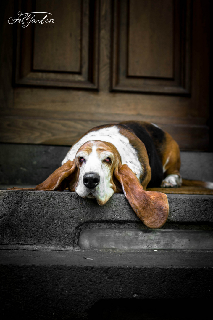 Basset