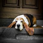 Basset