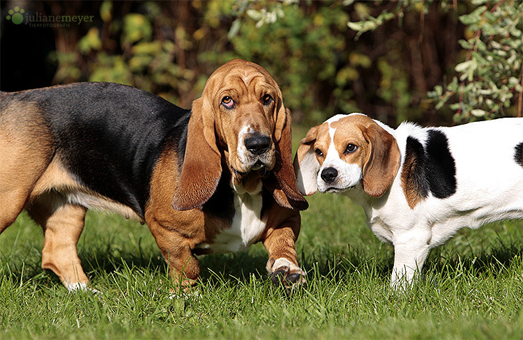 Basset & Beagle