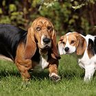 Basset & Beagle