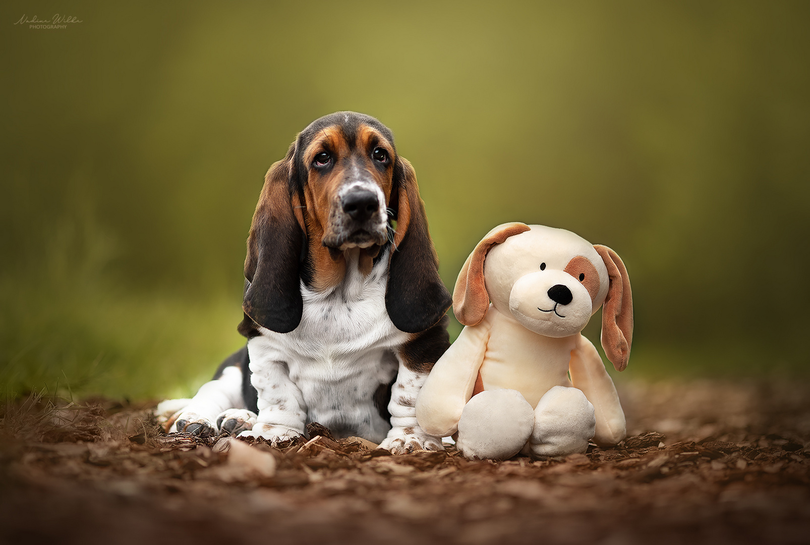 Basset Hound