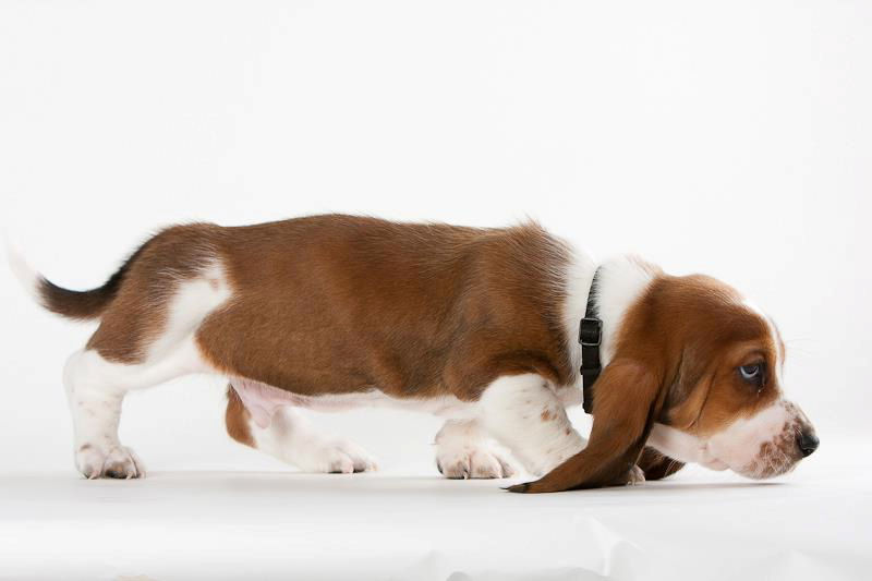 Basset Hound Baby Hugo Boss 28.Dez. 2011