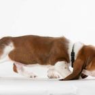 Basset Hound Baby Hugo Boss 28.Dez. 2011