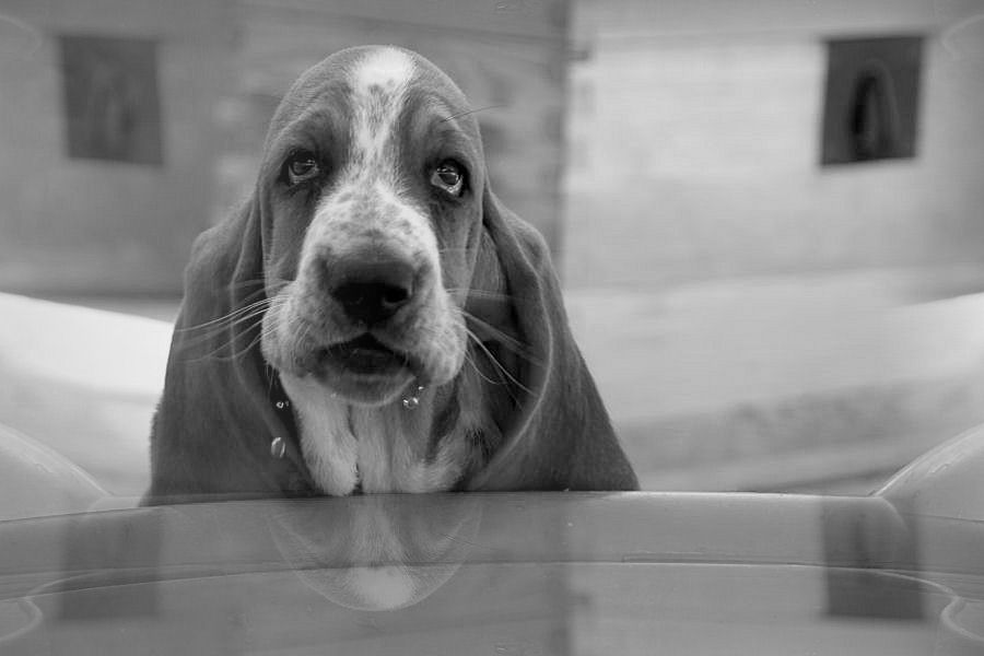 Basset Hound Helmut