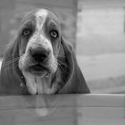 Basset Hound Helmut