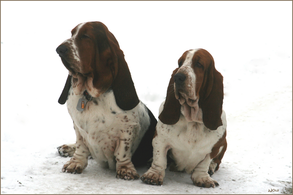 Basset Hounds - Zwei Prachtkerle