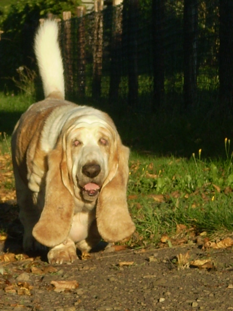 Basset im Sonnenschein!