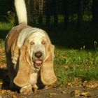 Basset im Sonnenschein!