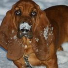 Basset Lakka Dez. 2010 der Schneebasset