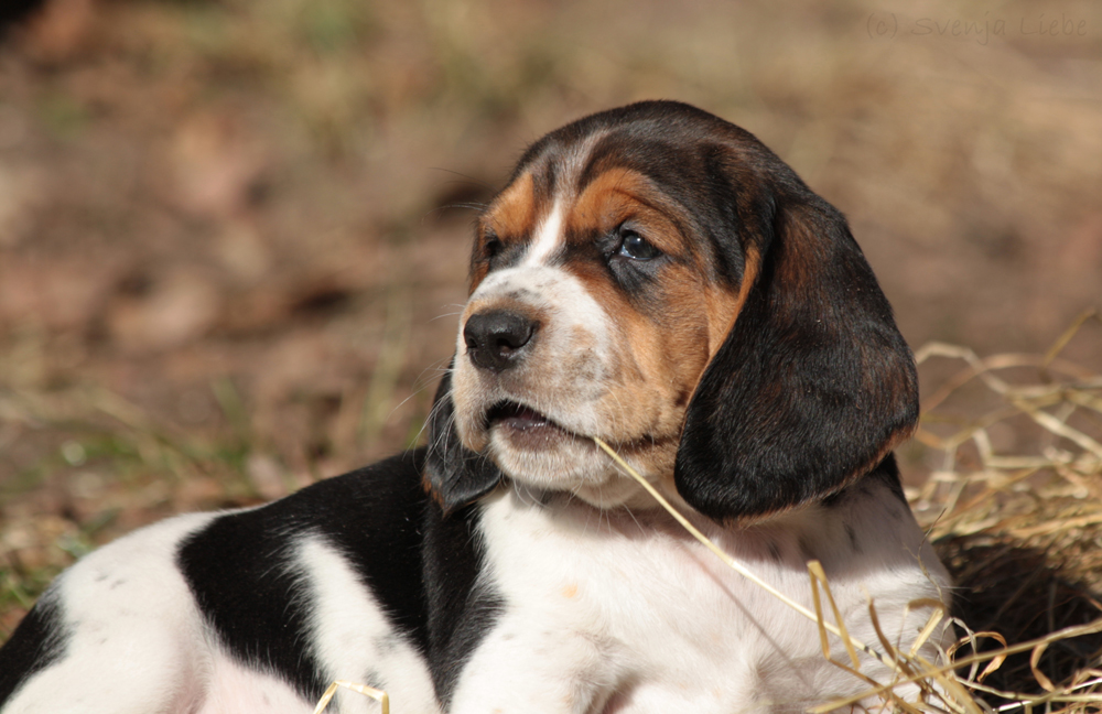 Basset Mix