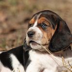 Basset Mix