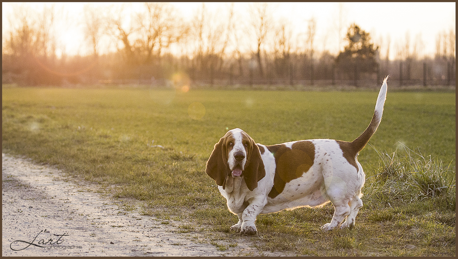 Bassett am Sommerabend