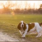 Bassett am Sommerabend