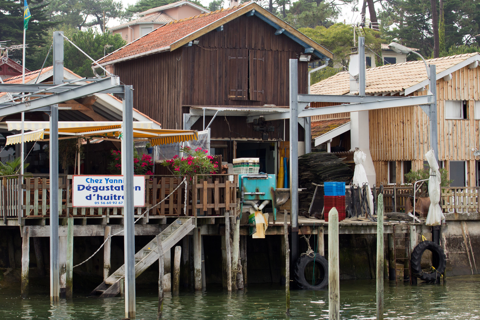 Bassin d'Arcachon, Frische Austern