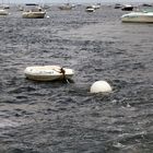 Bassin d'Arcachon, Platzhalter