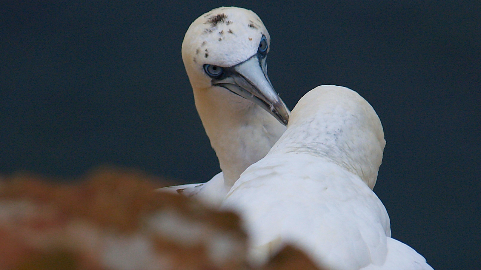 Baßtölpei auf Helgoland 