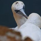 Baßtölpei auf Helgoland 