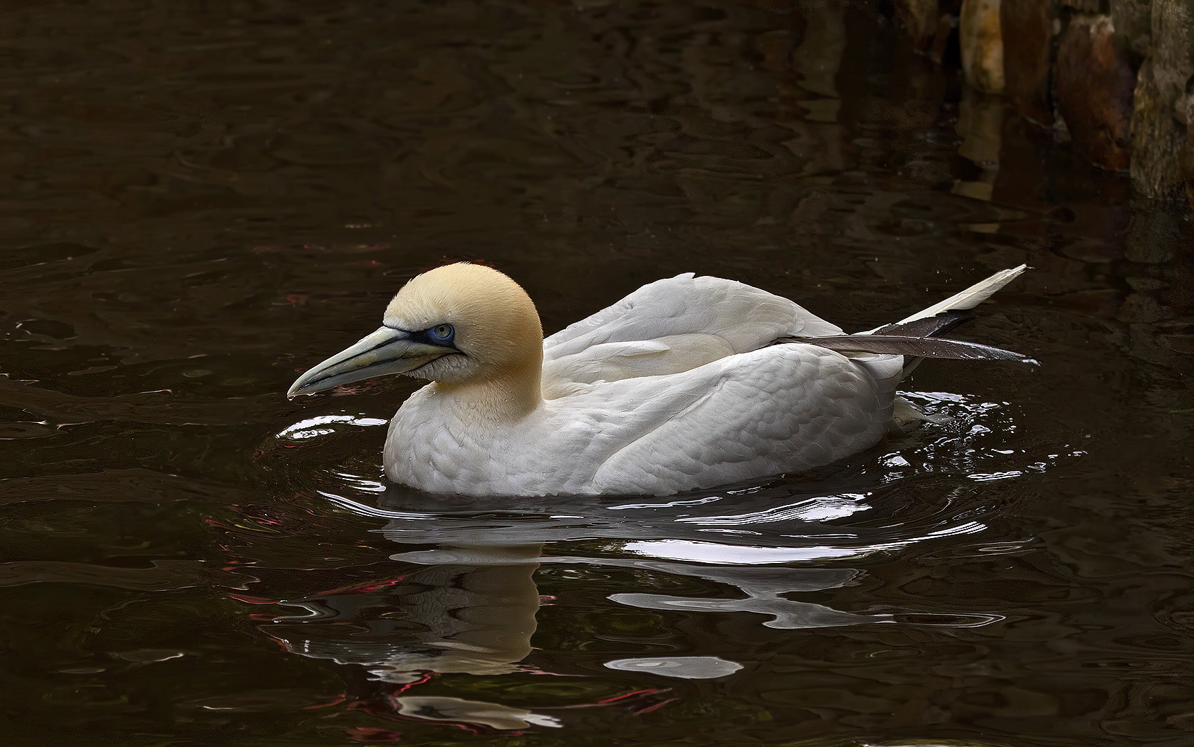 Basstölpel 006