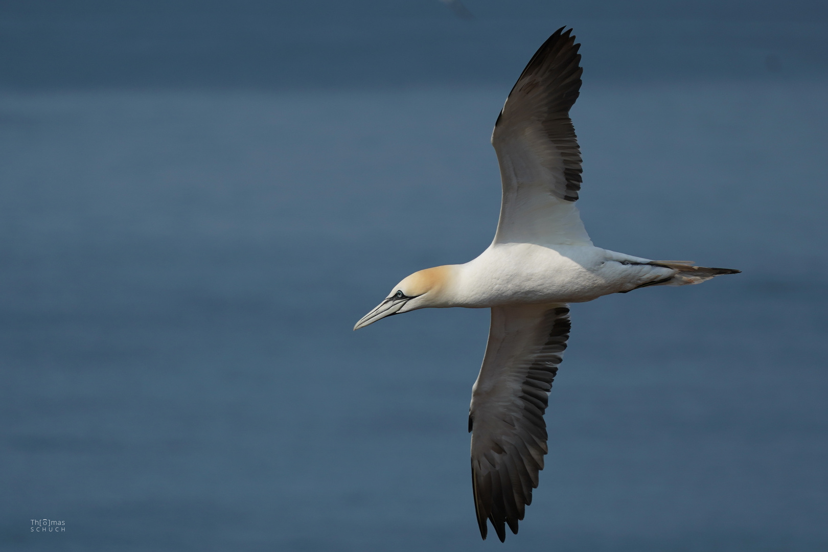 Basstölpel 2 - Helgoland