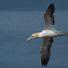 Basstölpel 2 - Helgoland