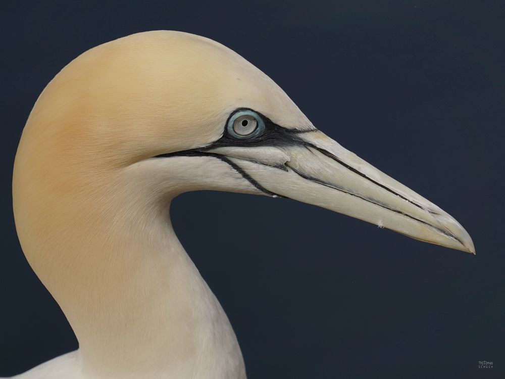 Basstölpel 3 - Helgoland