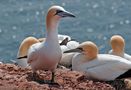 Helgoland