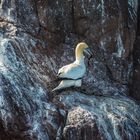 Basstölpel am Bass Rock, Nestbauen