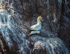 Basstölpel am Bass Rock, Nestbauen