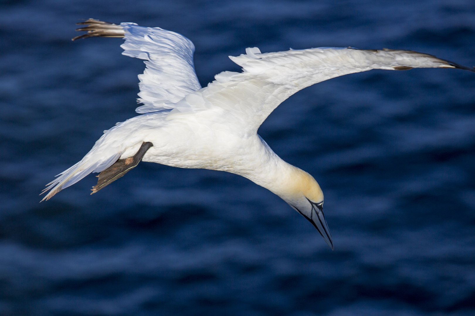 Basstölpel au Helgoland 4