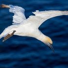 Basstölpel au Helgoland 4